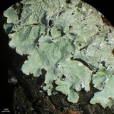 Image of Canoparmelia martinicana
