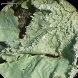 Canoparmelia martinicana image