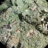 Canoparmelia martinicana image