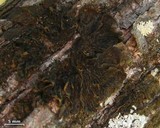 Collema furfuraceum image
