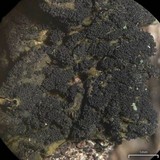 Collema furfuraceum image