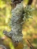 Dirinaria purpurascens image