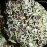 Dirinaria purpurascens image