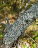 Physcia undulata image
