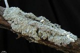 Physcia undulata image