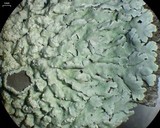 Physcia undulata image