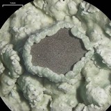 Physcia undulata image