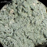 Physcia undulata image