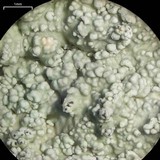 Physcia undulata image
