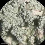 Physcia undulata image