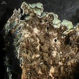 Physcia undulata image
