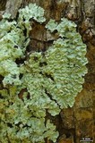 Physcia undulata image