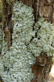 Physcia undulata image