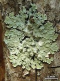 Physcia undulata image