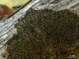 Leptogium chloromelum image