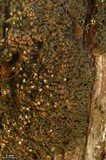 Leptogium chloromelum image
