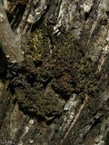 Leptogium chloromelum image
