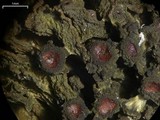 Leptogium chloromelum image