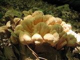 Laetiporus cincinnatus image