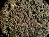 Leptogium chloromelum image