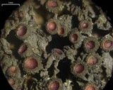 Leptogium chloromelum image