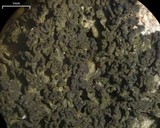 Leptogium chloromelum image