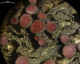 Leptogium chloromelum image
