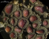 Leptogium chloromelum image