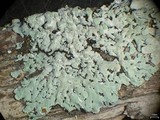 Physcia poncinsii image
