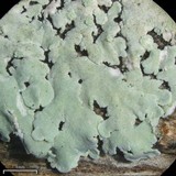 Physcia poncinsii image