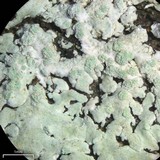 Physcia poncinsii image