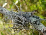 Pyxine berteriana image