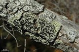 Pyxine berteriana image