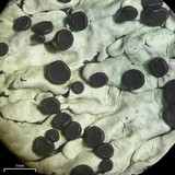 Pyxine berteriana image