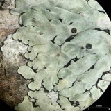 Pyxine berteriana image