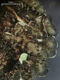 Pyxine berteriana image