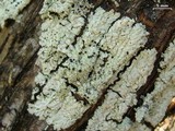 Pyxine cocoës image