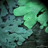 Pyxine cocoës image