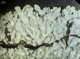 Pyxine cocoës image