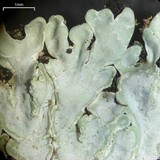 Pyxine cocoës image