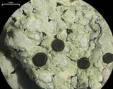 Pyxine cocoës image