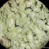 Pyxine cocoës image