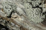 Physcia neogaea image