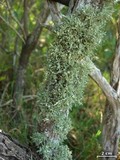 Ramalina complanata image