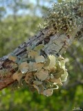 Ramalina complanata image