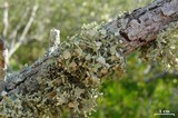 Ramalina complanata image