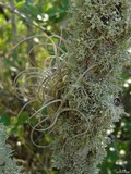 Ramalina complanata image