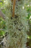 Ramalina complanata image
