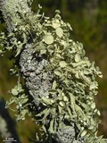 Ramalina complanata image