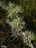 Ramalina complanata image